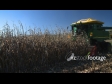 Maize Harvest Side 6 1552
